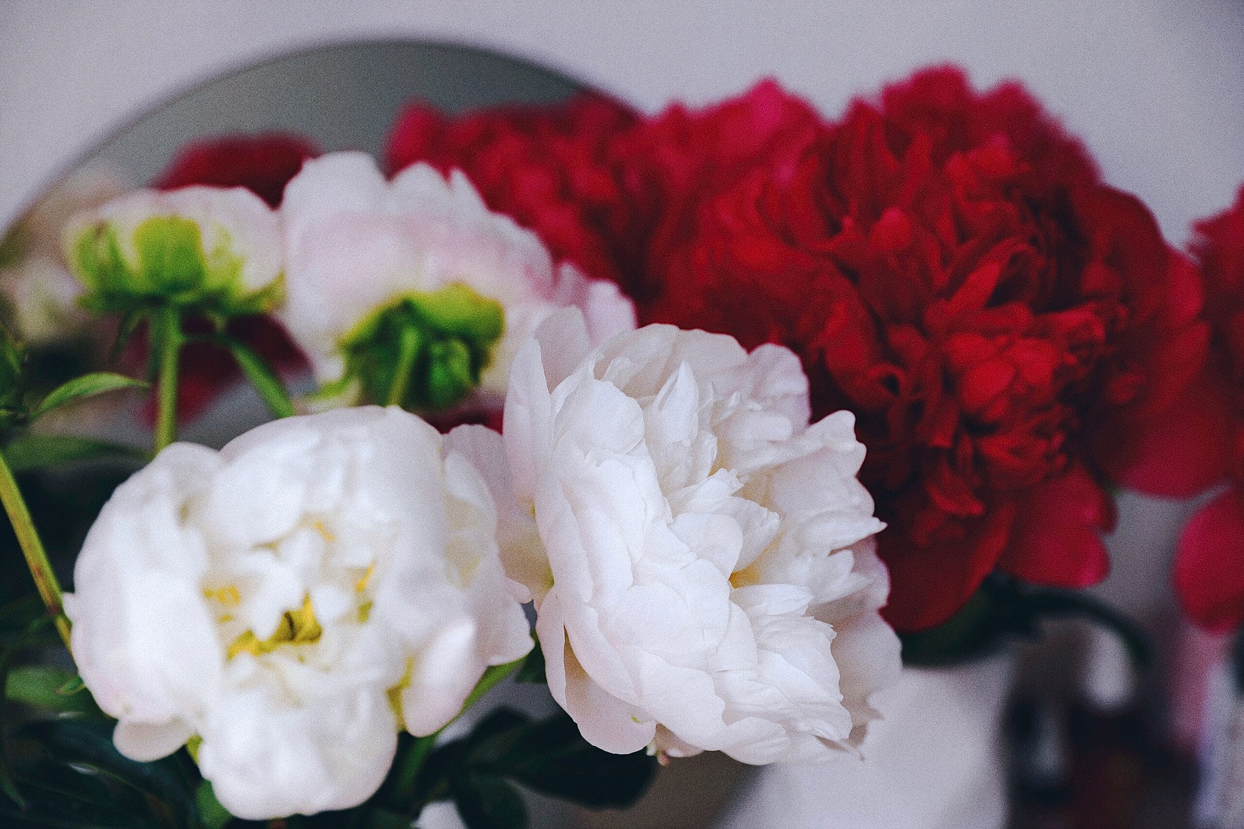 Popularne odmiany piwonii – od Itox do Sarah Bernhardt 