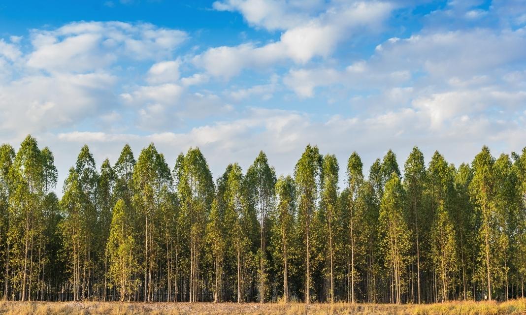 Znaczenie drzew w Kamieniu Pomorskim – tlen, uroda i ochrona środowiska